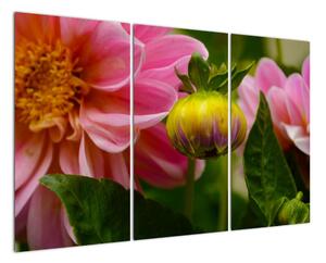 Obraz květu rostliny (120x80cm)
