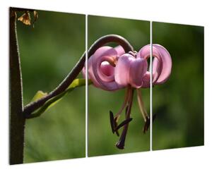 Obraz květiny (120x80cm)