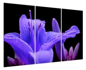 Obrazy květiny (120x80cm)