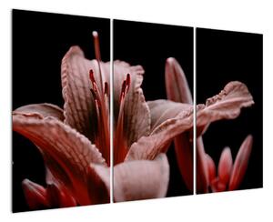 Detail květiny - obraz (120x80cm)