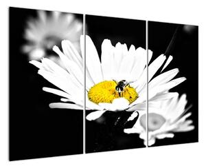 Včela na sedmikrásce - obraz (120x80cm)