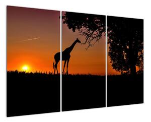 Obraz žirafy v přírodě (120x80cm)