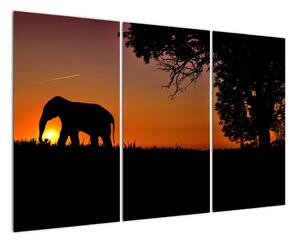 Obraz slona v přírodě (120x80cm)