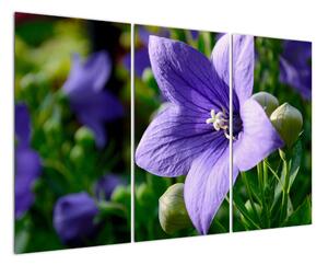 Květiny - obraz (120x80cm)