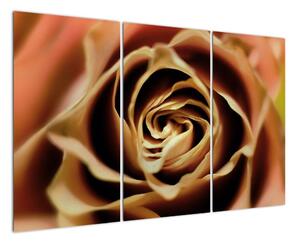Obraz růže (120x80cm)