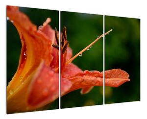Obrázek květiny (120x80cm)