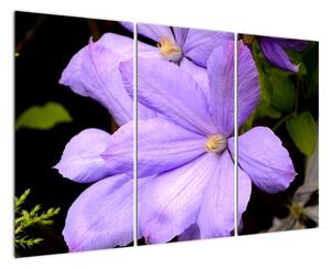 Obraz květu (120x80cm)