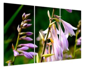 Květiny - obraz (120x80cm)