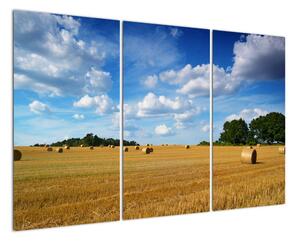 Letní pole - obraz (120x80cm)