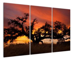 Strom v krajině - obraz (120x80cm)