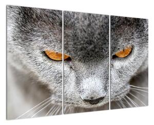 Kočka - obraz (120x80cm)