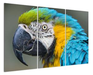 Papoušek - obraz (120x80cm)