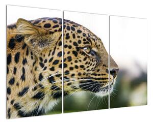 Leopard - obraz (120x80cm)