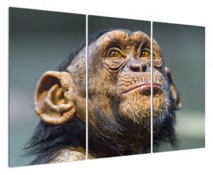 Opice - obrazy (120x80cm)