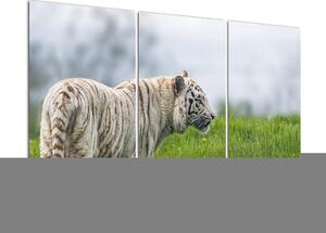 Tygr - obraz (120x80cm)