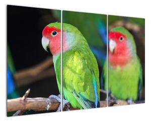 Papoušci - obraz (120x80cm)