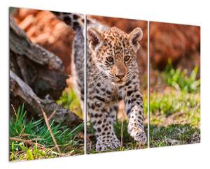 Mládě leoparda - obraz do bytu (120x80cm)