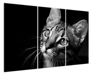 Obraz kočky (120x80cm)
