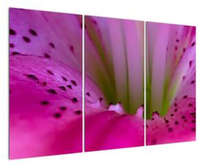 Detail květu - moderní obraz (120x80cm)