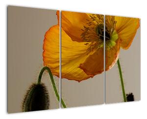 Žlutá květina - obraz (120x80cm)