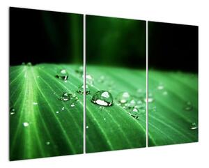 Kapky vody - obraz (120x80cm)