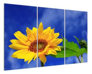 Obraz slunečnice (120x80cm)