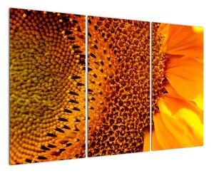 Detail slunečnice - obraz (120x80cm)