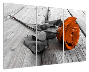 Růže oranžová - obraz (120x80cm)