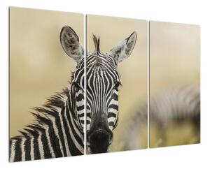 Zebra - obraz (120x80cm)