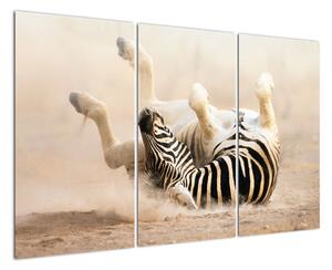 Obraz zebry (120x80cm)