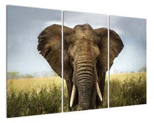 Slon - obraz (120x80cm)