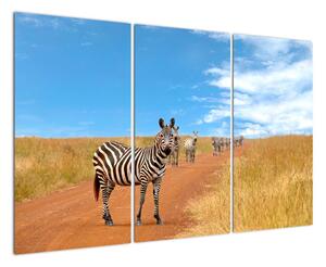 Zebra na cestě - obraz (120x80cm)