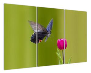 Motýl - obraz (120x80cm)