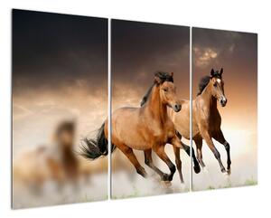 Koně - obraz (120x80cm)