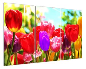 Tulipány - obraz (120x80cm)