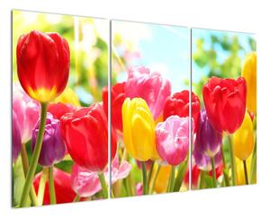 Tulipány - obraz (120x80cm)