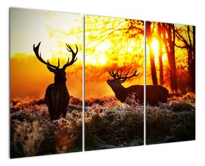 Fotka jelenů - obraz (120x80cm)