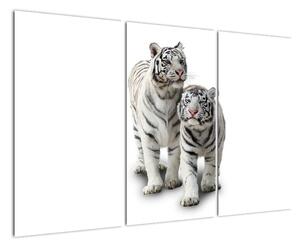 Tygr bílý - obraz (120x80cm)