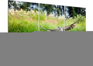 Fotka lovícího orla - obraz (120x80cm)