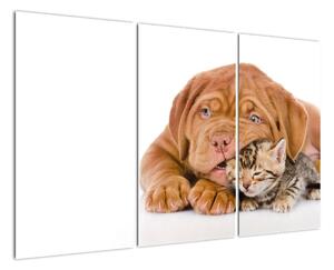 Štěně a kotě - obraz (120x80cm)