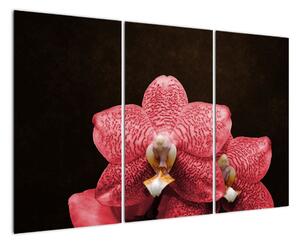 Růžová orchidej - obraz (120x80cm)