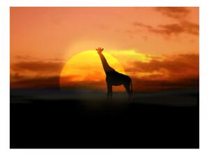 Fototapeta žirafa v západu slunce + lepidlo ZDARMA Velikost (šířka x výška): 200x154 cm