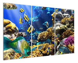 Podmořský svět - obraz (120x80cm)