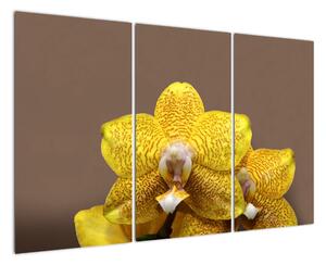 Žlutá orchidej - obraz (120x80cm)
