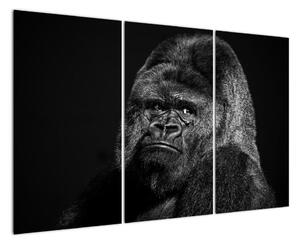 Obraz opice (120x80cm)