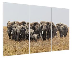 Stádo slonů - obraz (120x80cm)