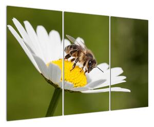 Včela na sedmikrásce - obraz (120x80cm)
