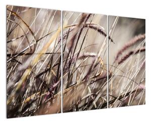Obraz pšenice (120x80cm)