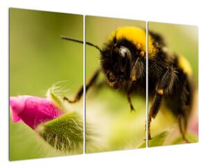 Včela - obraz (120x80cm)