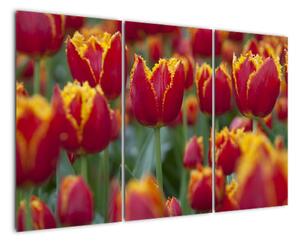Tulipánové pole - obraz (120x80cm)